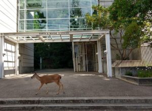 A dear in front of the university entrance
