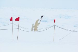 An ice bear grabbing onto a guide flag with a small ice bear next to it